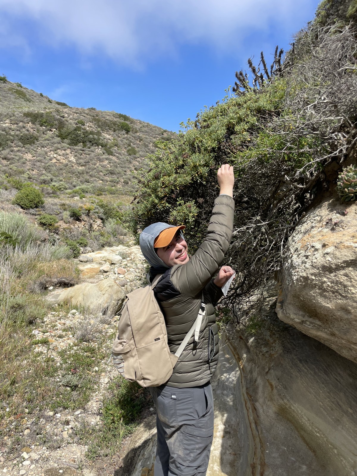 Eduardo sampling Salvia brandegeei during fieldwork on Santa Rosa Island